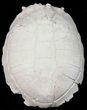 Fossil Tortoise (Testudo) - Uncommon Species #50818-3